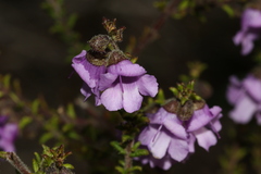 Prostanthera decussata