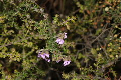 Prostanthera decussata