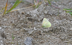 Colias dimera