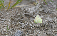 Colias dimera
