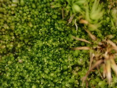 Cephalozia bicuspidata