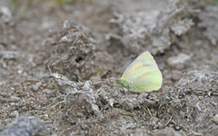 Colias dimera