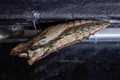 Papilio multicaudata