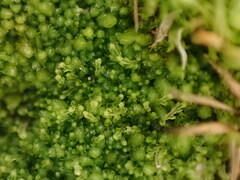 Cephalozia bicuspidata