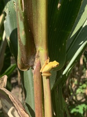 Tlalocohyla smithii