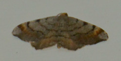 Macaria liturata