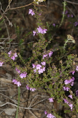 Prostanthera decussata