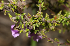Prostanthera decussata