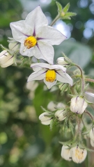 Solanum concinnum