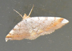 Macaria liturata