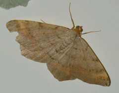 Macaria liturata