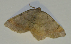 Macaria liturata