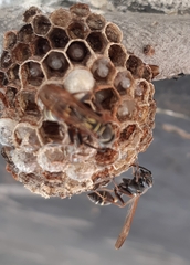 Mischocyttarus pallidipectus