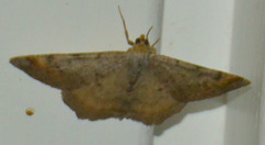 Macaria liturata