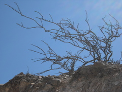 Bougainvillea spinosa