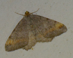 Macaria liturata