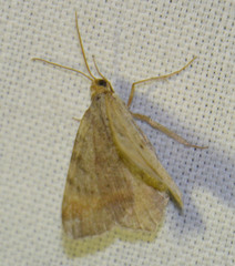 Macaria liturata