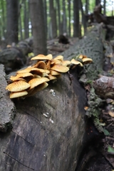 Pholiota aurivella
