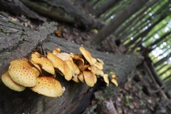 Pholiota aurivella