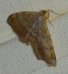 Macaria liturata