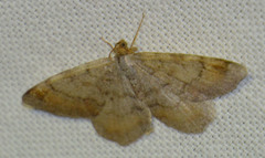 Macaria liturata