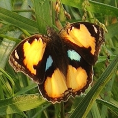 Junonia hierta