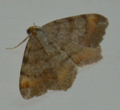 Macaria liturata