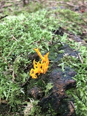 Calocera viscosa