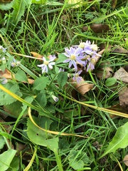 Symphyotrichum prenanthoides