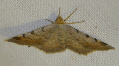Macaria liturata