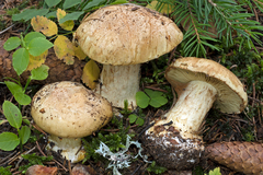 Cortinarius sulfurinus