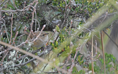 Cistothorus platensis