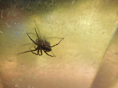 Acantholycosa lignaria