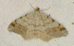 Macaria liturata