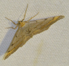 Macaria liturata