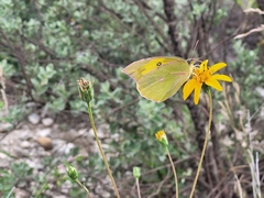 Tetragonotheca texana