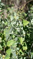 Chenopodium oahuense