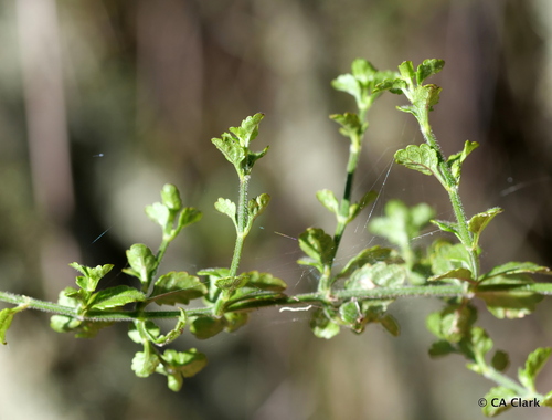 Stenogyne microphylla