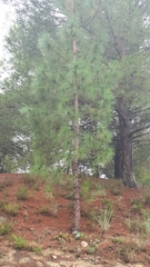 Pinus canariensis