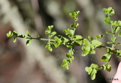 Stenogyne microphylla