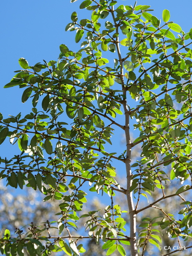Euphorbia olowaluana