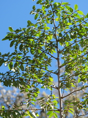 Euphorbia olowaluana