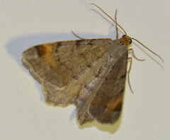 Macaria liturata
