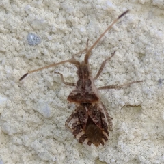 Centrocoris variegatus