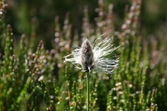 Eriophorum vaginatum
