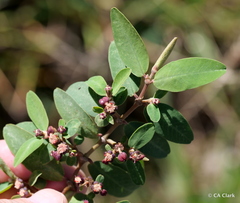 Euphorbia olowaluana
