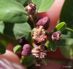 Euphorbia olowaluana