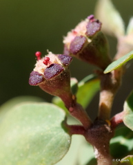 Euphorbia olowaluana