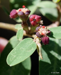 Euphorbia olowaluana
