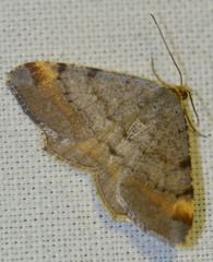 Macaria liturata